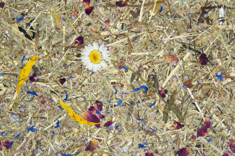 ALPINE MEADOW