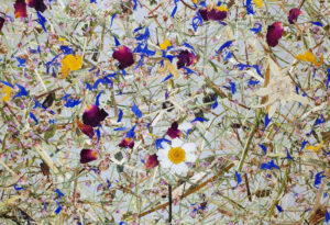 MOUNTAIN MEADOW medium