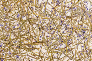 LAVENDER medium