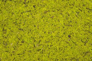 MOSS LIGHT GREEN
