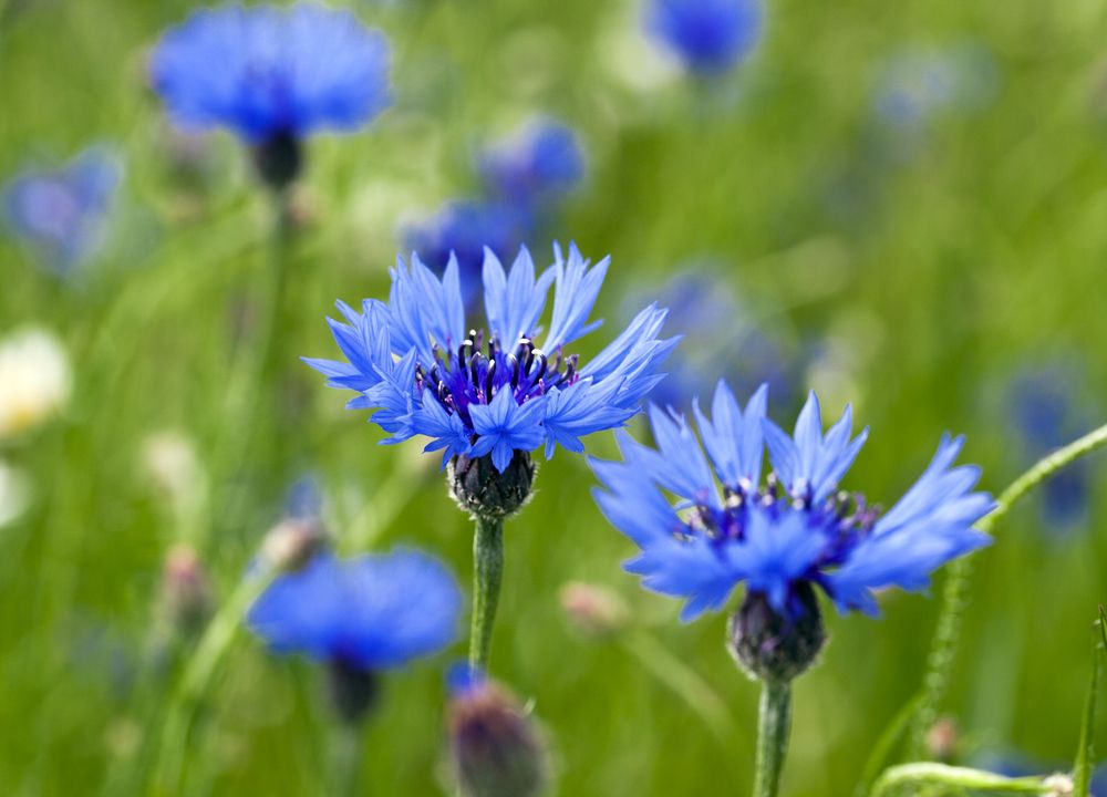alpine meadow cornflowers